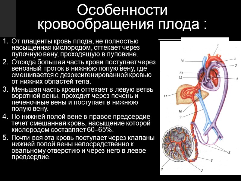 Особенности кровообращения плода : От плаценты кровь плода, не полностью насыщенная кислородом, оттекает через